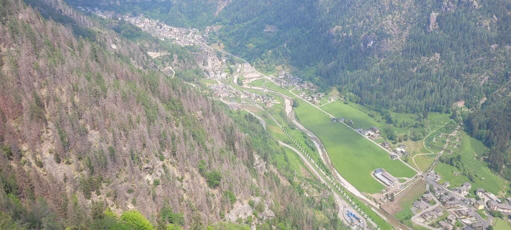 Gli alberi devastati dal bostrico