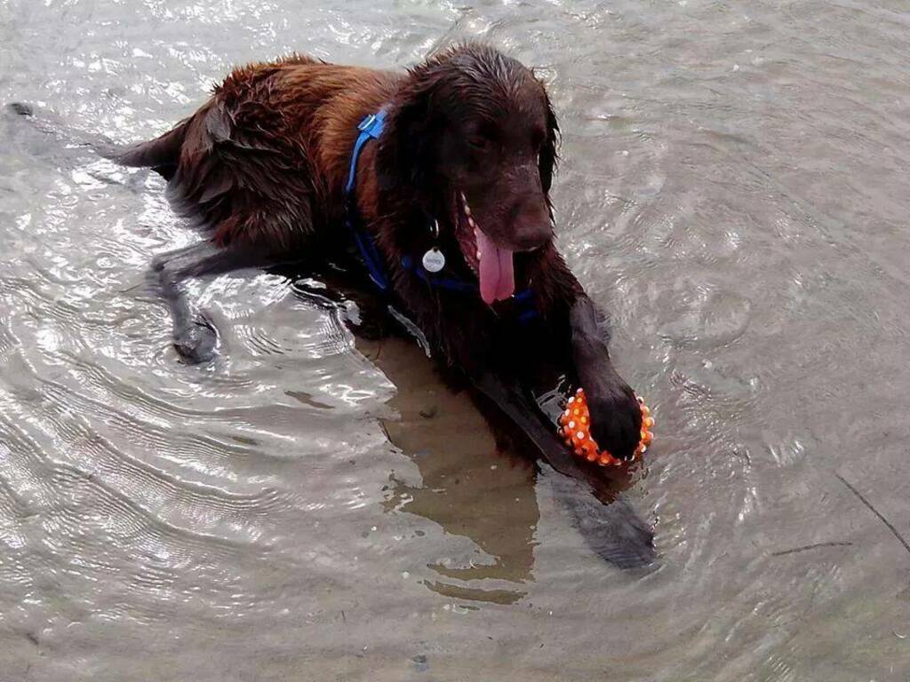 cane al mare