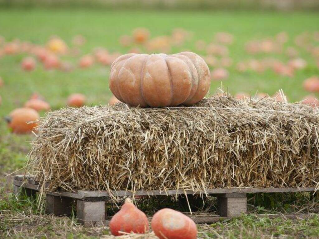 Festival d\'autunno al campo di zucche di Tulipania