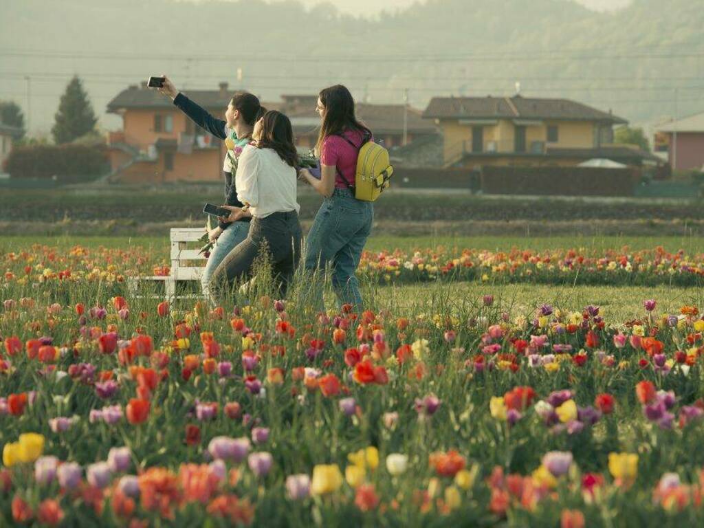 Riapre Tulipania, il campo dei tulipani da raccogliere a Terno d'Isola