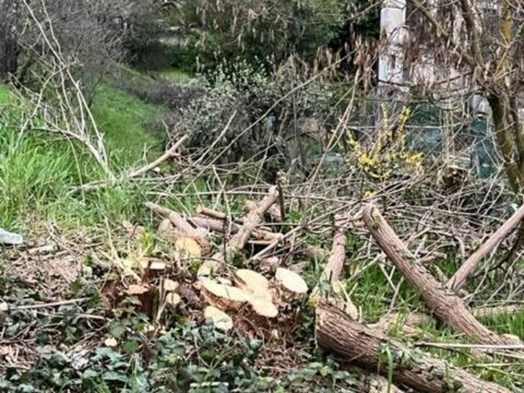 Taglio degli alberi in Colle Aperto