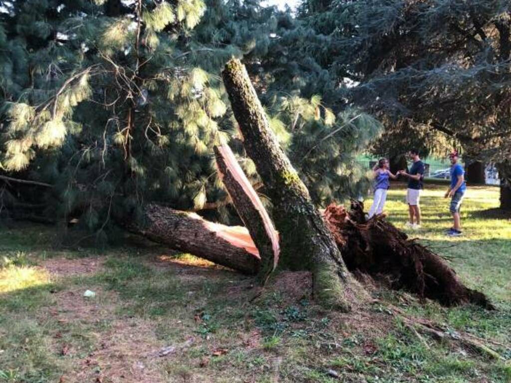 Albero crollato al parco Goisis