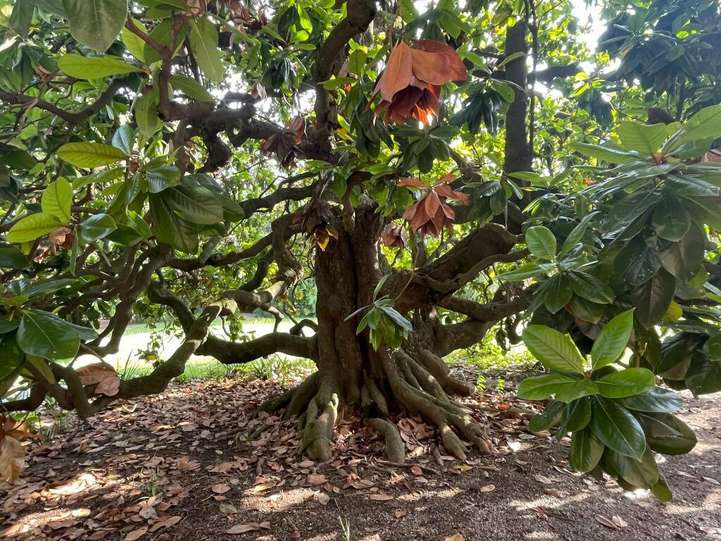 magnolia di villa Grismondi Finardi 