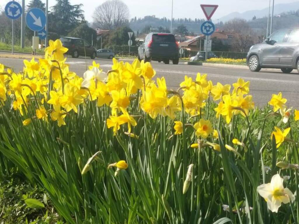 Bergamo, città invasa da narcisi e tulipani