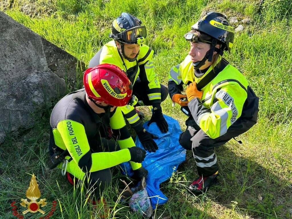 Capriolo in difficoltà nel torrente Gardellone: i Vigili del fuoco lo portano in salvo