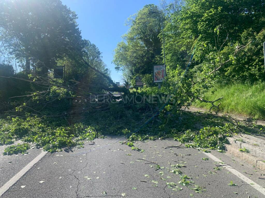 Forte vento a Bergamo: cadono alberi in via Borgo Palazzo e sulla Briantea